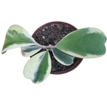 Hoya kerrii Variegata