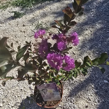 Lagerstroemia violet D&#039;Ete