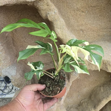 Rhapidophora tetrasperma Variegata