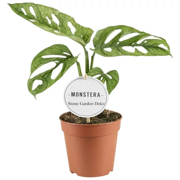 Monstera adansonii Mint