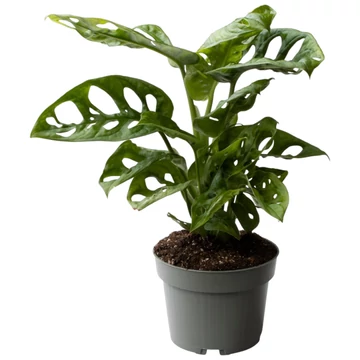 Monstera Adansonii