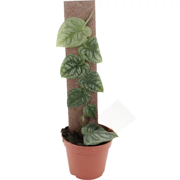 Monstera Dubia