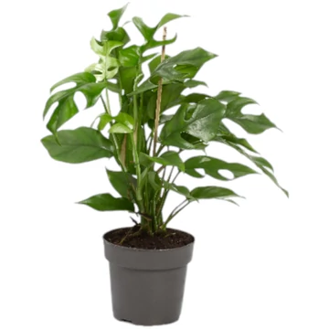 Monstera Minima (Rhapidophora tetrasperma)