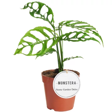 Monstera obliqua Peru