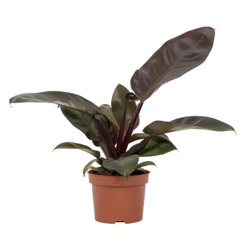 Philodendron Black Cardinal