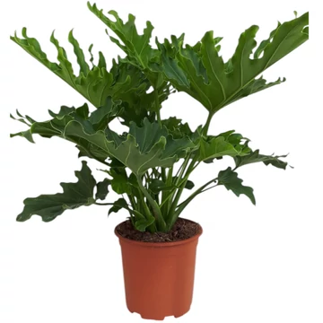 Philodendron Selloum Hope
