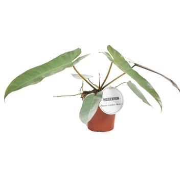 Philodendron Atabapoense