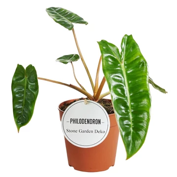 Philodendron Billietiae