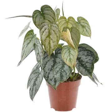 Philodendron brandtianum