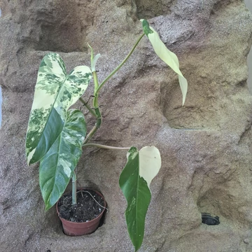 Philodendron Domesticum Variegata