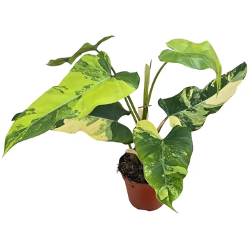 Philodendron Domesticum Variegata