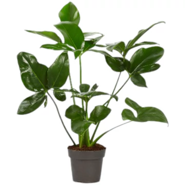 Philodendron Fun Bun