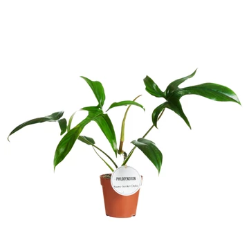 Philodendron Gladhands
