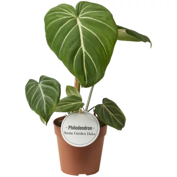 Philodendron Gloriosum Dark Form