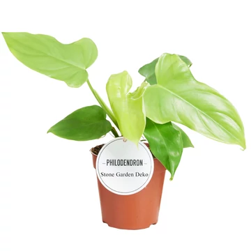 Philodendron Golden Violin