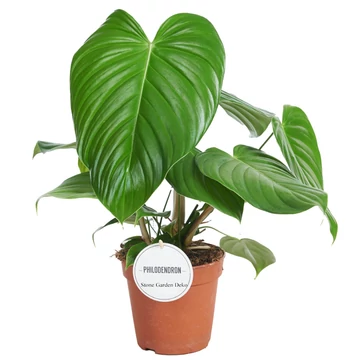 Philodendron Grandipes