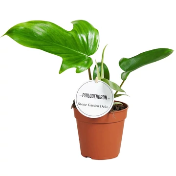 Philodendron Green Beauty