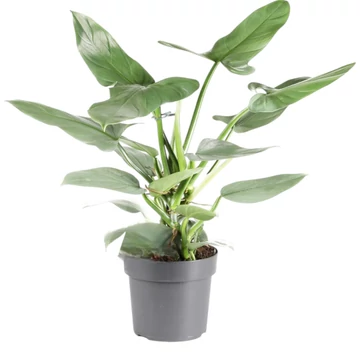 Philodendron Silver Queen