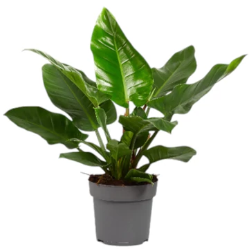 Philodendron Imperial Green