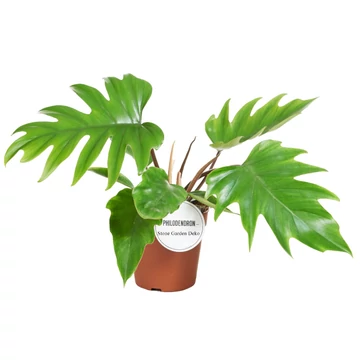 Philodendron Mayoi