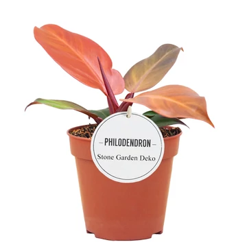 Philodendron McColley&#039;s Finale