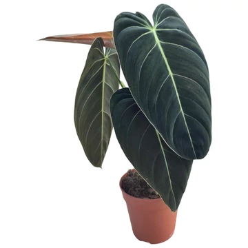 Philodendron Melanochrysum