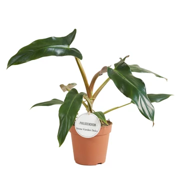 Philodendron Mexicanum