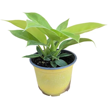 Philodendron Moonlight