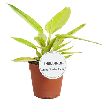 Philodendron Painted Lady