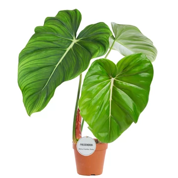 Philodendron Pastazanum