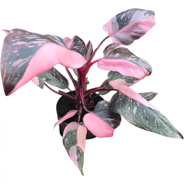 Philodendron Pink Princess Marble