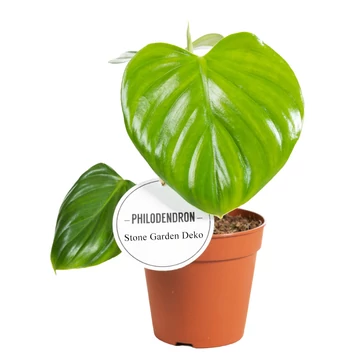 Philodendron Pittieri