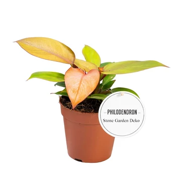 Philodendron Prince of Orange