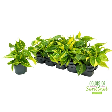 Philodendron Scandens Brasil