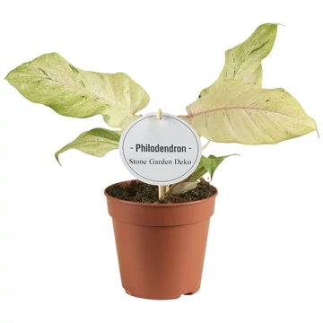 Philodendron Snowdrift
