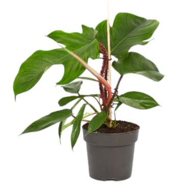 Philodendron squamiferum