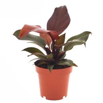 Philodendron Sunlight