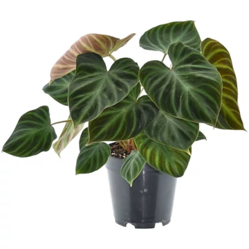 Philodendron Verrucosum Incensi