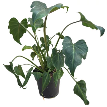Philodendron Xanadu