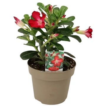 Adenium Obesum