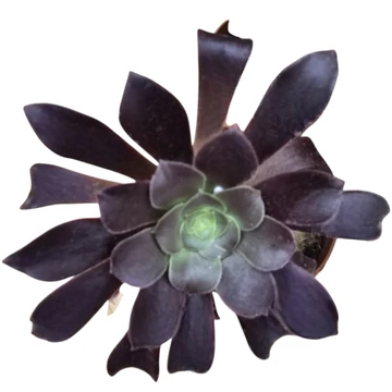 Aeonium arboreum Velours