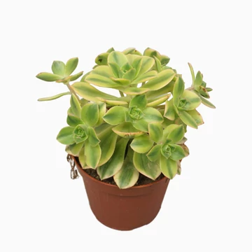 Aeonium Kiwi