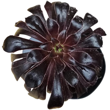 Aeonium arboreum var. atropurpureum Schwarzkopf