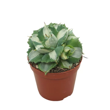Agave Macroacantha potatorum Ouhi-Raijin Variegata