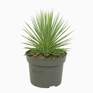 Agave stricta Nana