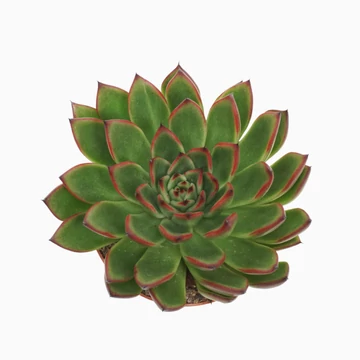 Echeveria Agavoides Red Tips