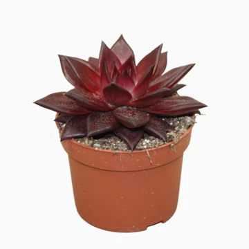 Echeveria Atlas Taurus