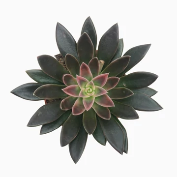 Echeveria Serana