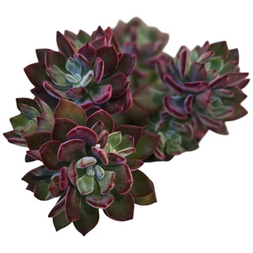 Echeveria pulvinata Devotion