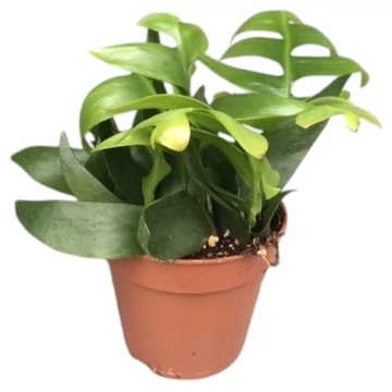 Epiphyllum chrysocardium